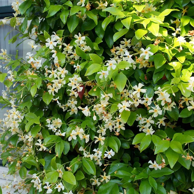 Sarah Raven Plants Star of Toscana Kletterpflanze 3L Topf duftend