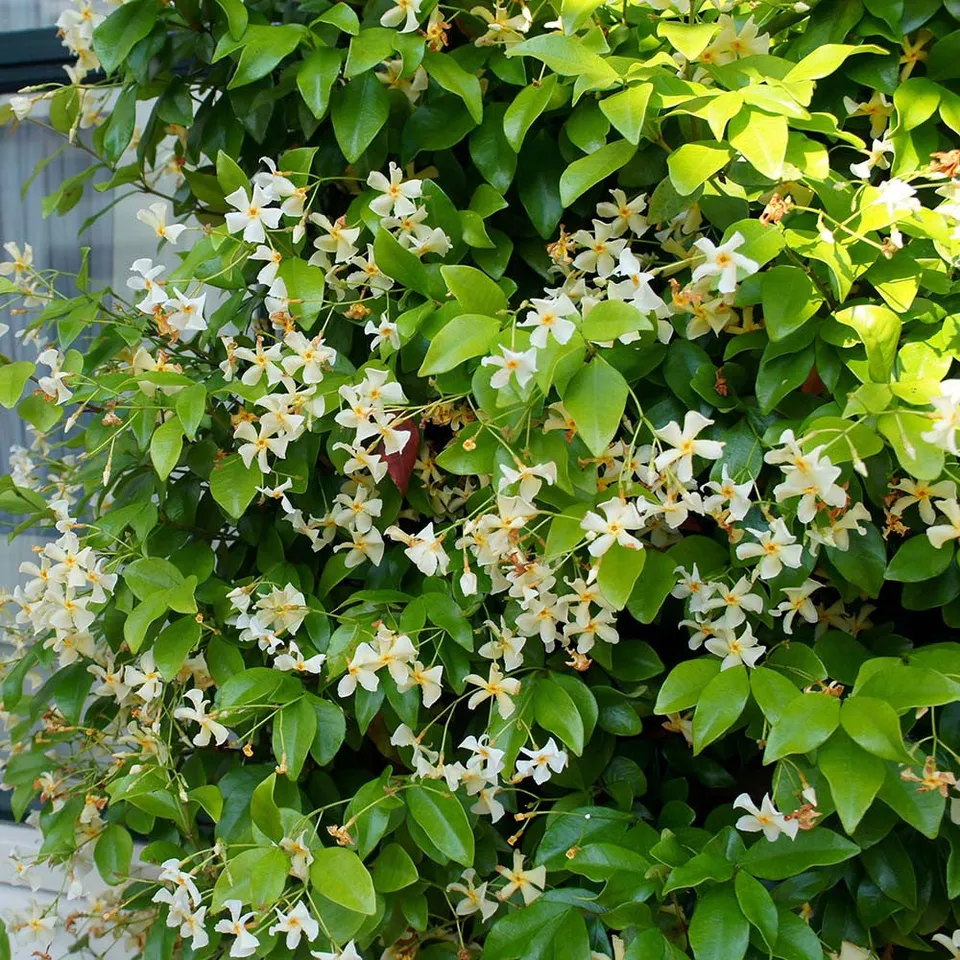 Sarah Raven Plants Star of Toscana Kletterpflanze 3L Topf duftend