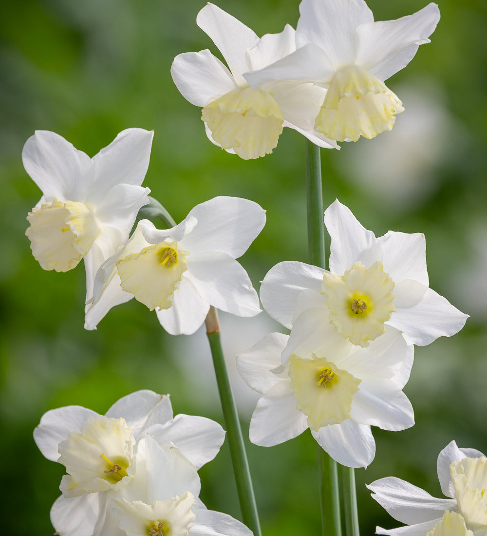 Sarah Raven Bulbs Narcissus Tresamble Blumenzwiebeln 15 Stück duftend