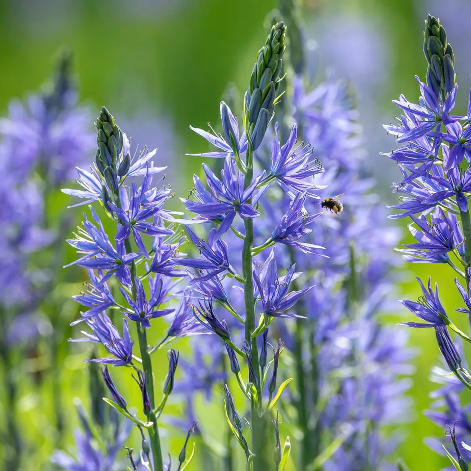 Sarah Raven Bulbs Camassia Caerulea Blumenzwiebeln 20 Zwiebeln blau