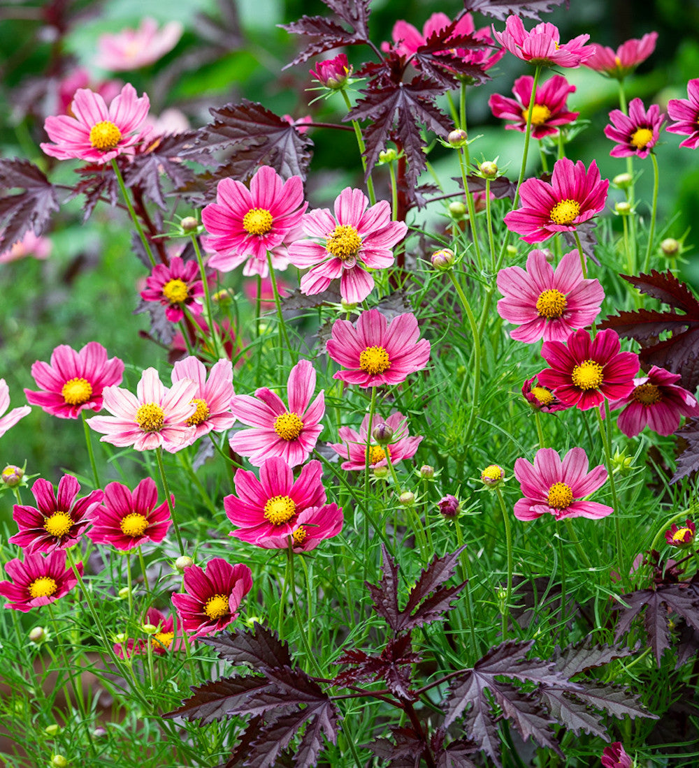Sarah Raven Doorstep Duo Cosmos Samen 50 Samen Antiquity Xsenia