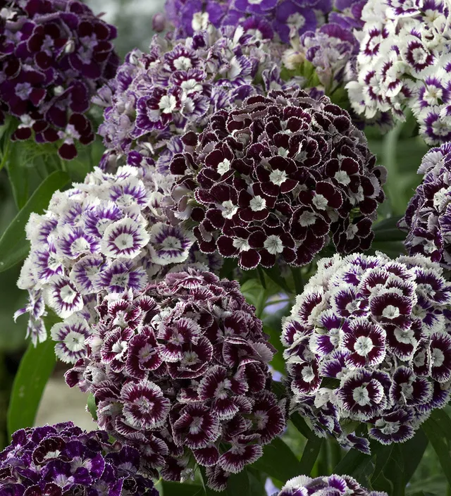 Sarah Raven Seeds Dianthus Hollandia Purple Crown Samen 50 lila