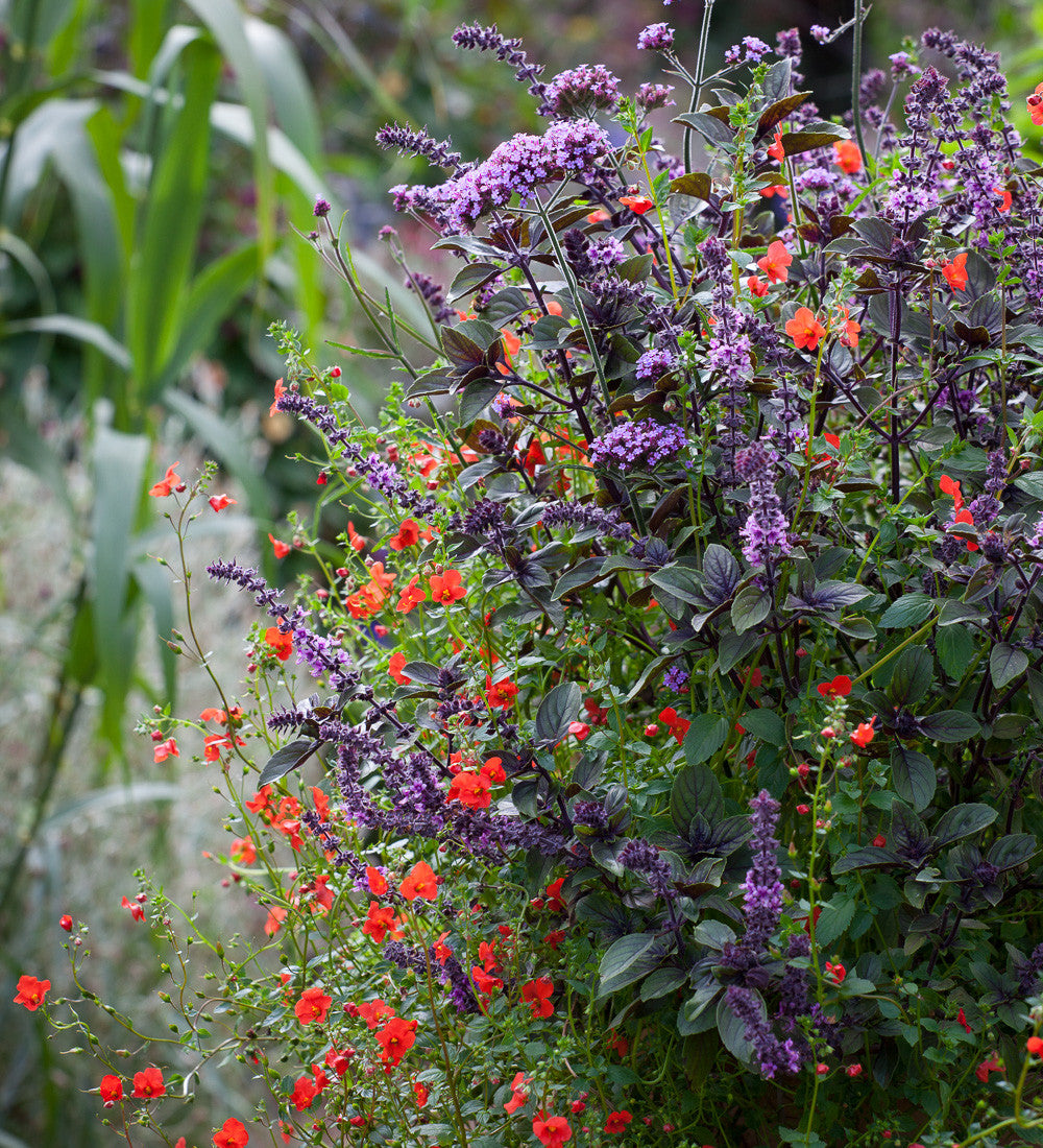 Sarah Raven Plants Verbena Lollipop Gartenpflanze 3x9cm Topf lila