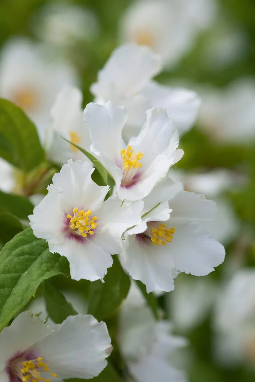 Sarah Raven Plants Philadelphus Belle Etoile Pflanze 2 Liter Duftblüte