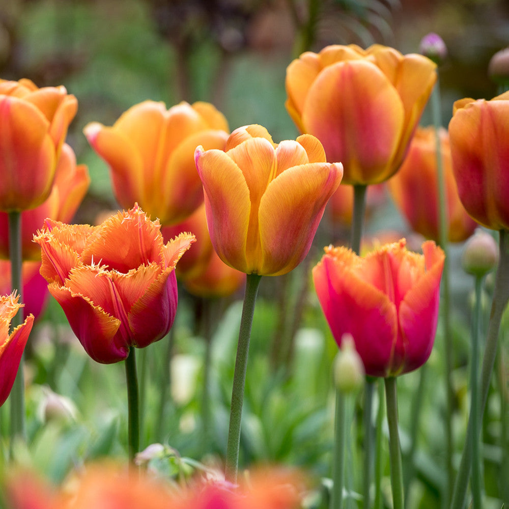 Sarah Raven Bulbs Tulpe Brown Sugar Zwiebeln 10 Stück
