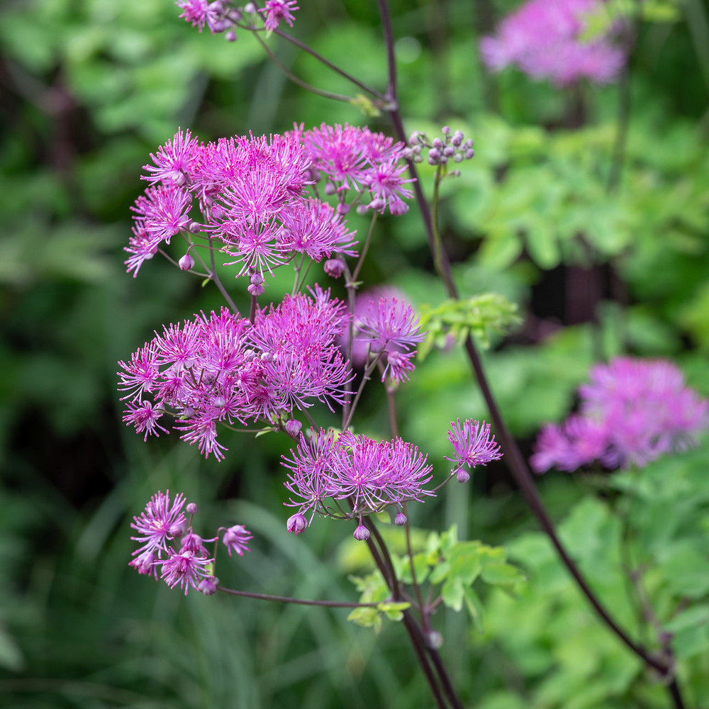 Sarah Raven Thalictrum Black Stockings Pflanze 3x 9cm Topf
