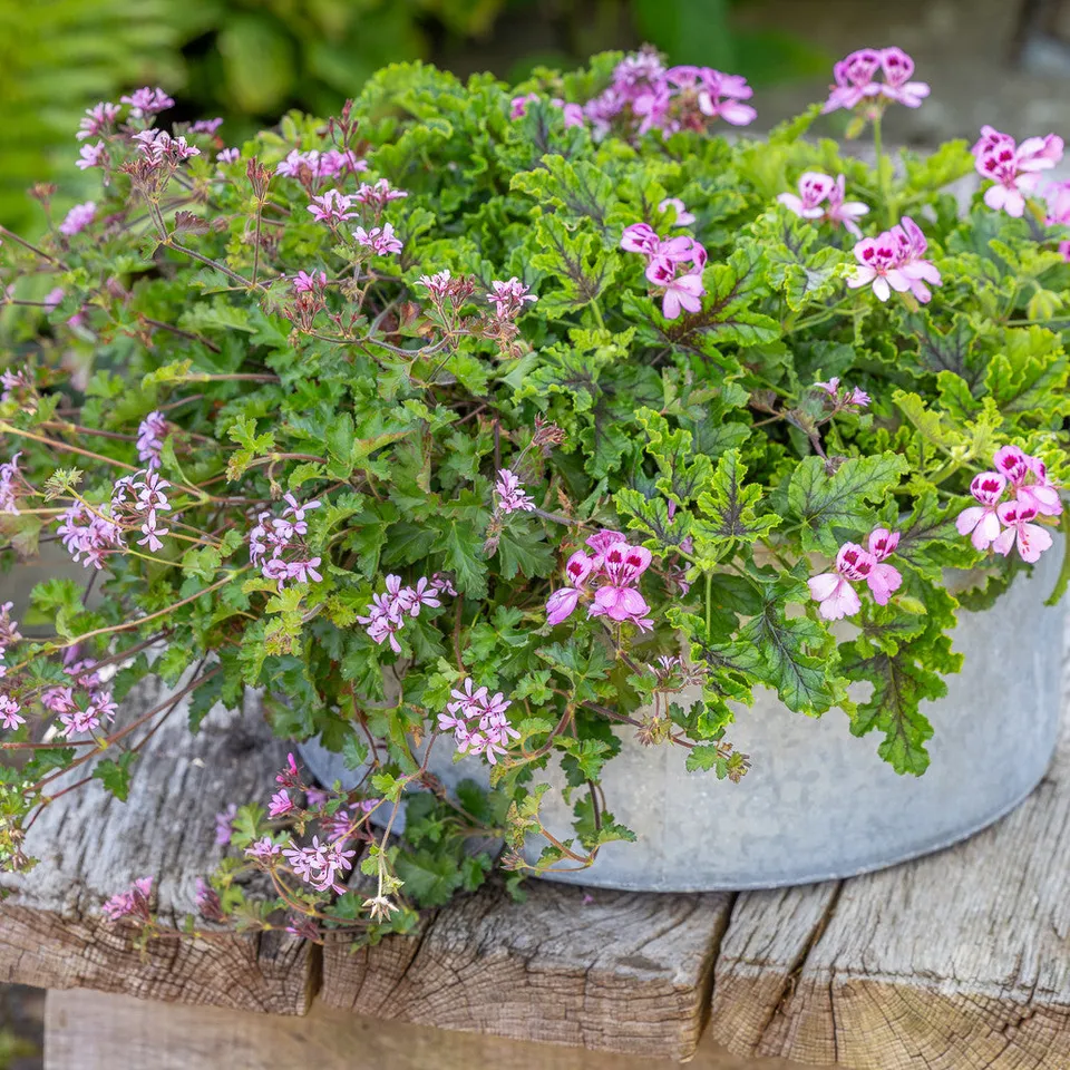Sarah Raven Plants Pelargonium Kollektion Pflanzen 6x9cm Töpfe duftend