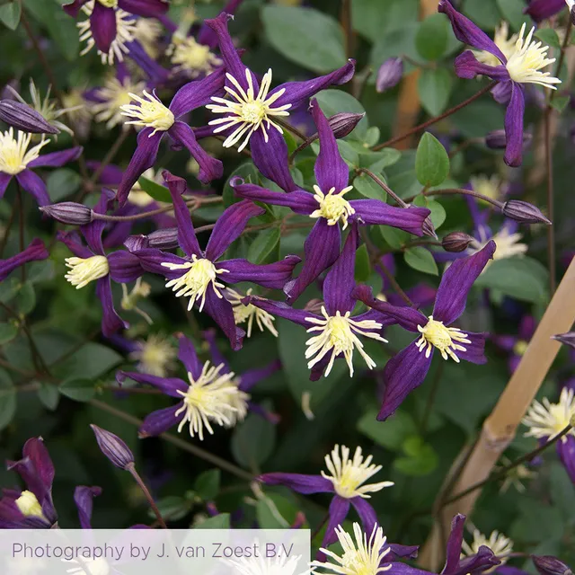 Sarah Raven Plants Clematis x aromatica Kletterpflanze 2 Liter lila