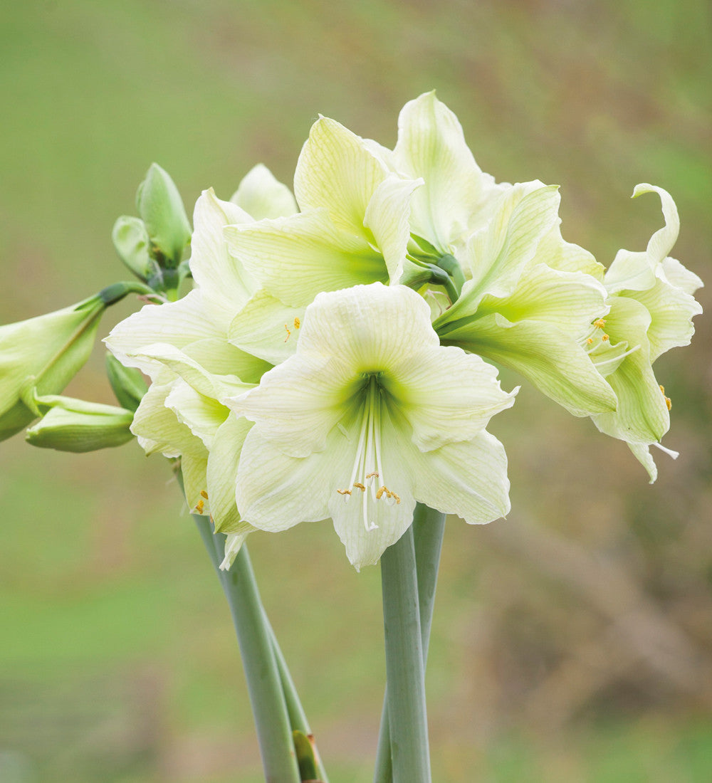 Sarah Raven Bulbs Amaryllis Lemon Star Blumenzwiebel 1 Stück