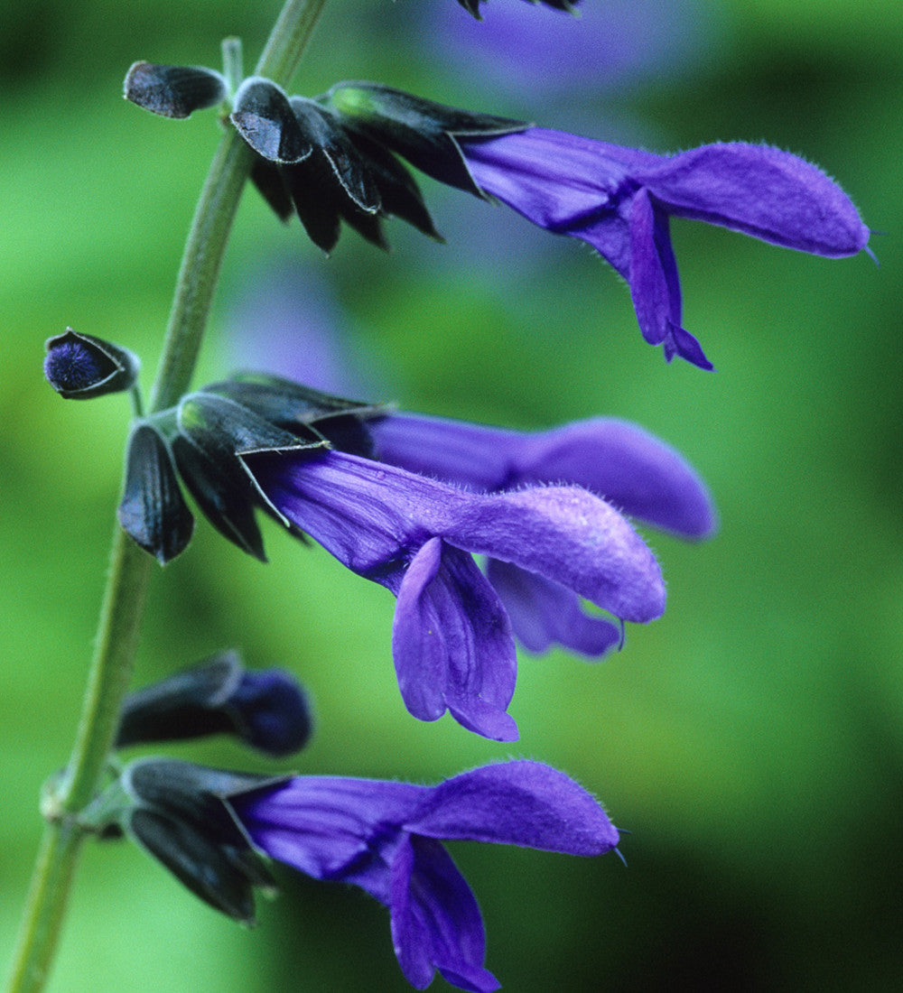 Sarah Raven Salvia Black and Blue Salbei 3 x 9cm Töpfe