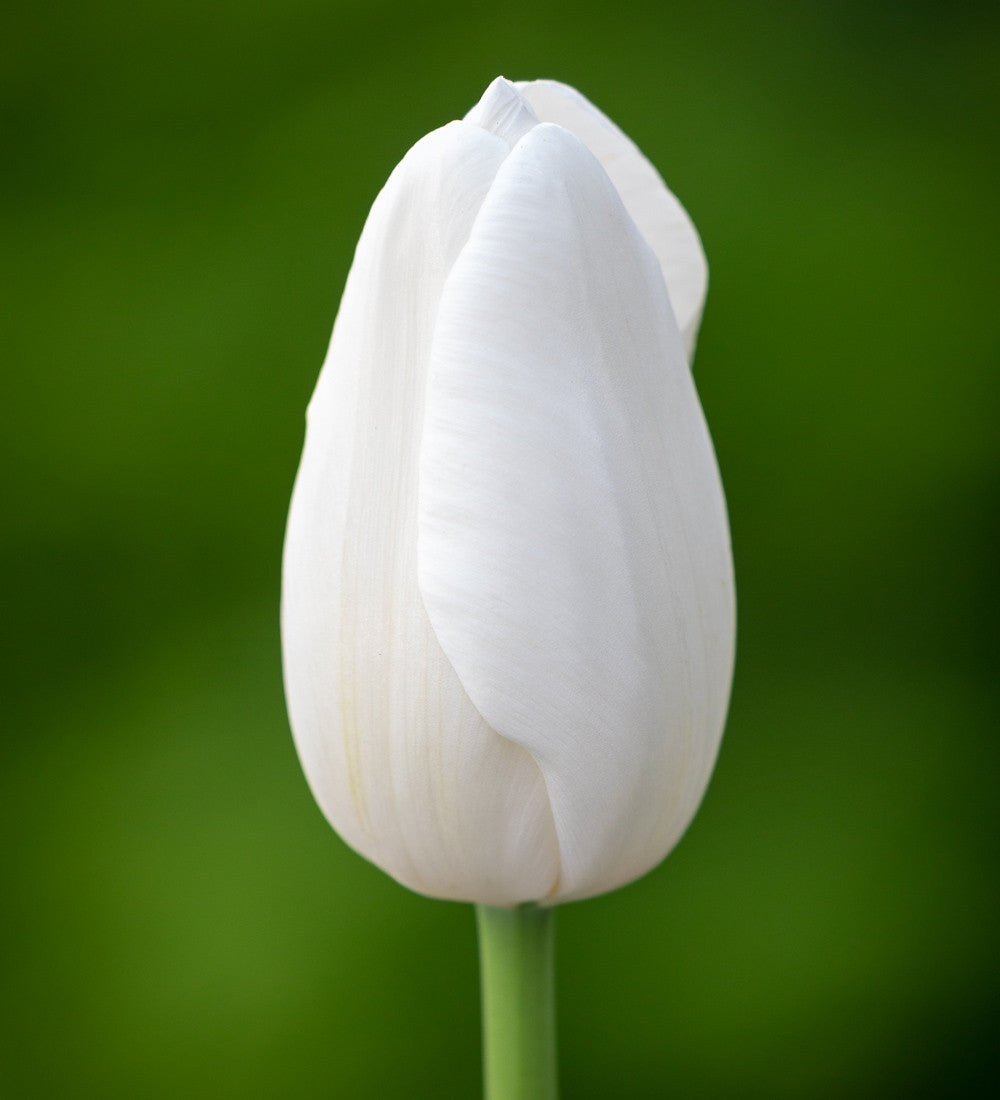 Sarah Raven Clearwater Tulpe 10 Blumenzwiebeln weiß