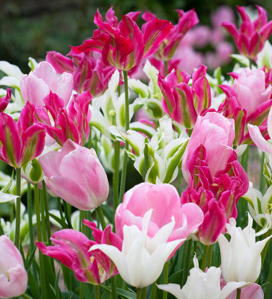 Sarah Raven Bulbs Tulips for Two Months Blumenzwiebeln 40 Zwiebeln Mix