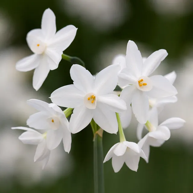 Sarah Raven Bulbs Narcissus Ziva Narzissen 15 Zwiebeln weiß duftend