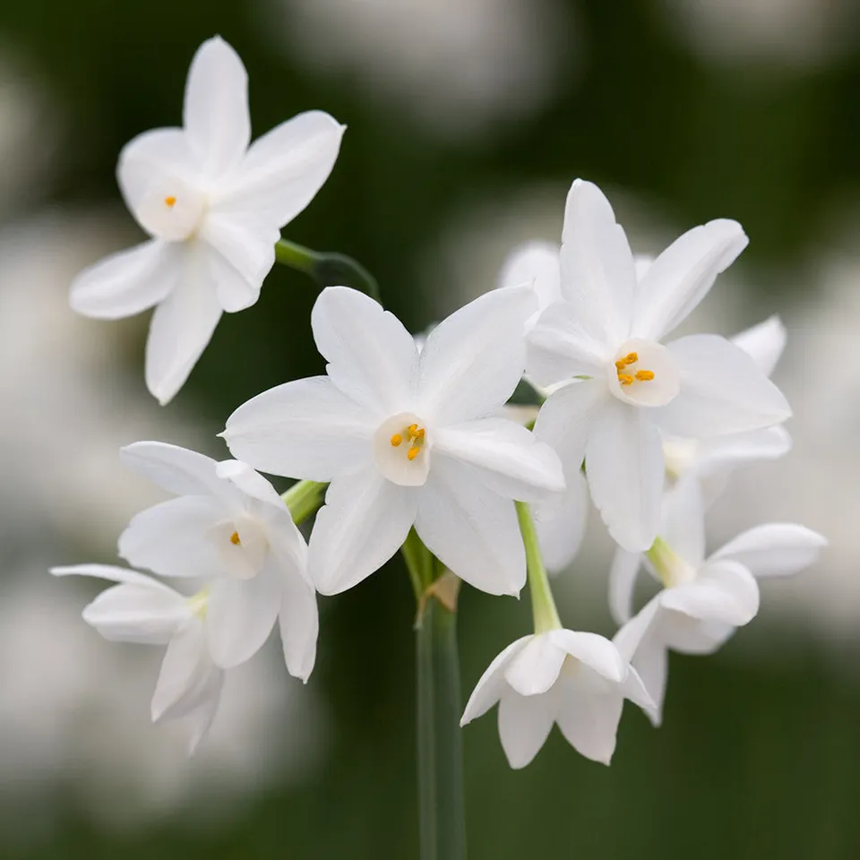 Sarah Raven Bulbs Narcissus Ziva Narzissen 15 Zwiebeln weiß duftend