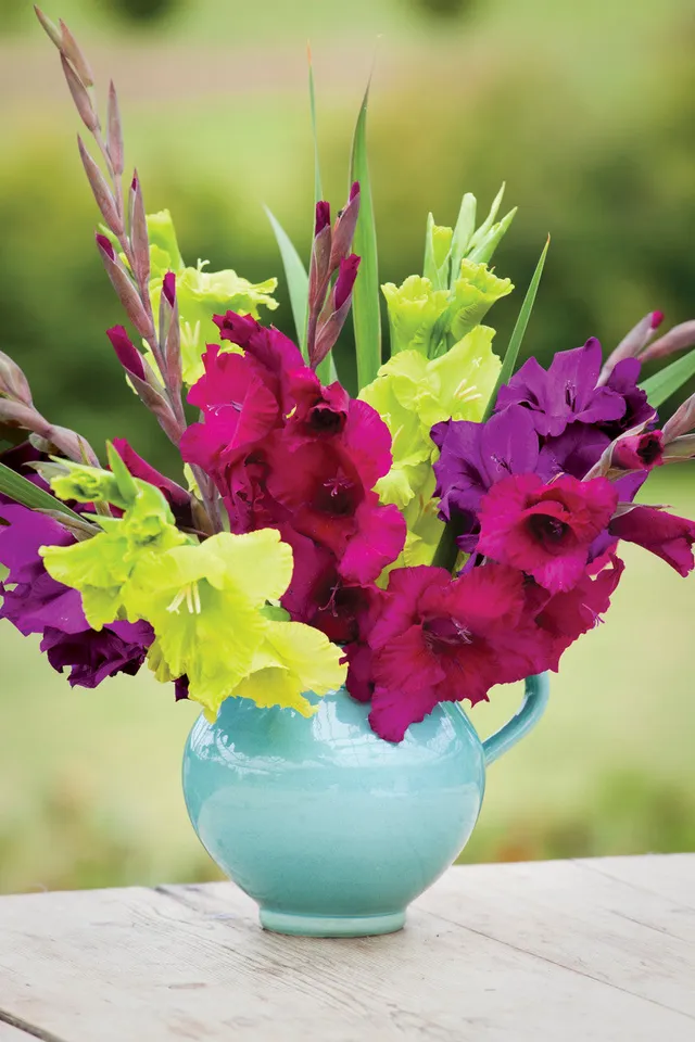 Sarah Raven Bulbs Velvet Gladiolen Kollektion 45 Knollen
