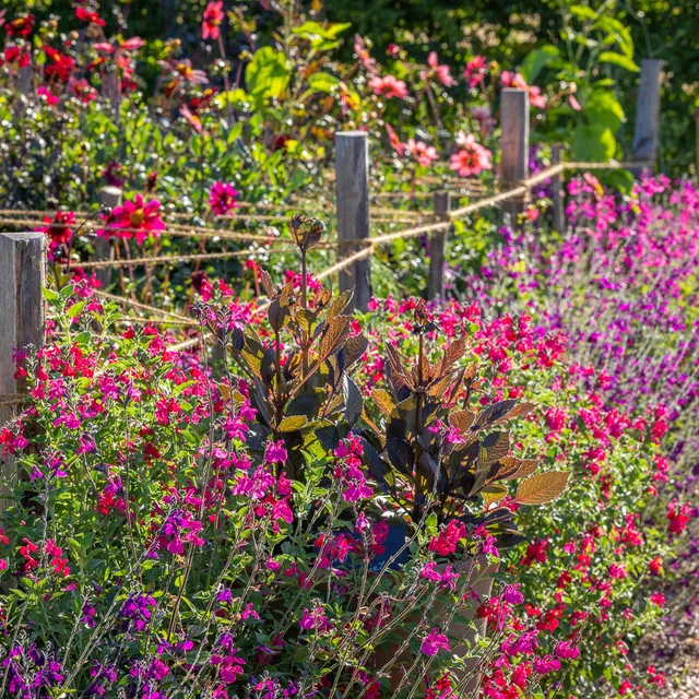 Sarah Raven Plants Summer Jewels Salvia Pflanzen 3x2L trockenresistent