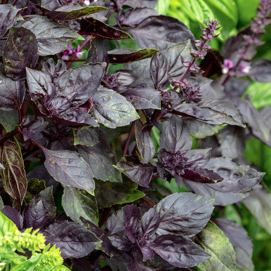 Sarah Raven Seeds Basilikum Red Rubin Samen 300 Stück rot
