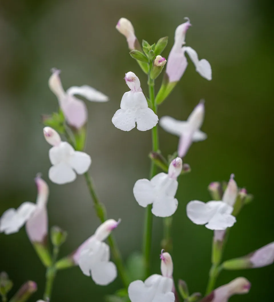 Sarah Raven Plants Salvia microphylla Trebah Lilac White Pflanze 3x9cm weiß