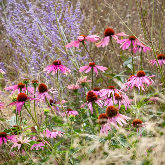 Sarah Raven Echinacea Magnus Superior Pflanze 3x 9cm violett