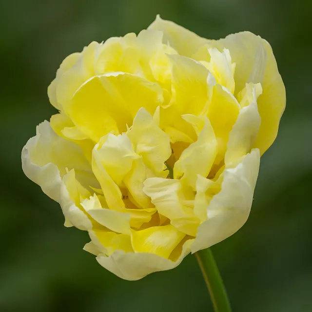 Sarah Raven Bulbs Tulpe Verona Blumenzwiebeln 10 Stück gelb