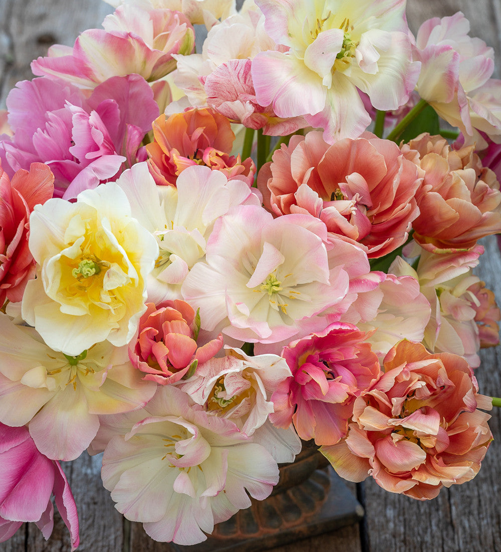 Sarah Raven Bulbs Rose Bowl Tulpen Blumenzwiebeln 40 Stück