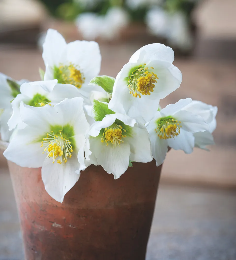 Sarah Raven Plants Helleborus niger Christrose 3x9cm weiß Winter