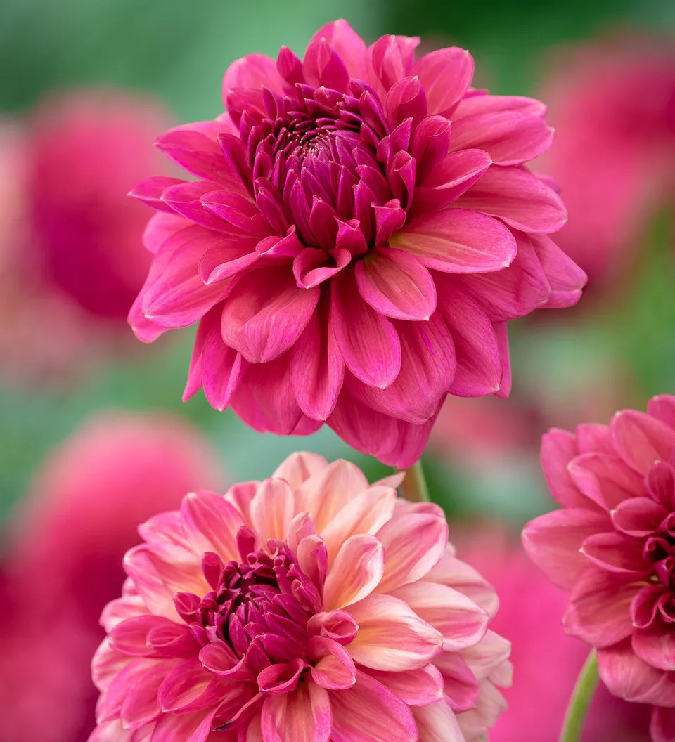 Sarah Raven Bulbs Dahlia Perch Hill Dahlienknolle 1 Knolle kupfer