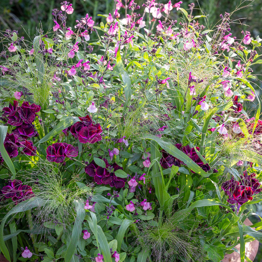 Sarah Raven Plants Pelargonium Lord Bute Geranie 3x 9cm Topf rot
