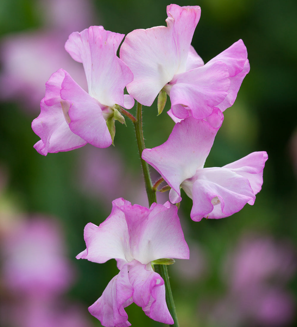 Sarah Raven Sweet Pea Gwendoline Blumensamen 20 Samen Duft