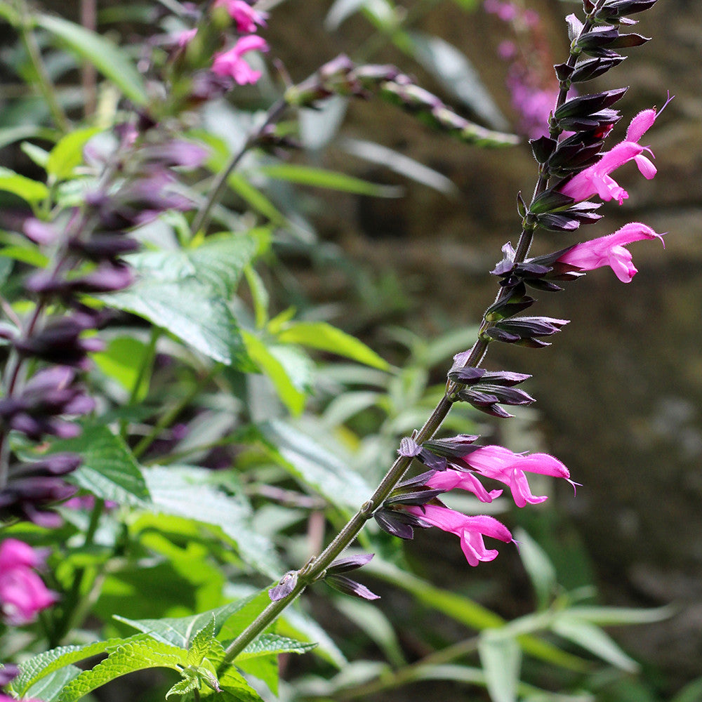 Sarah Raven Salvia Pink Amistad Pflanze 3x 9cm rosa