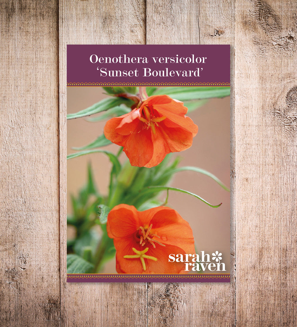 Sarah Raven Seeds Oenothera versicolor Sunset Boulevard Samen 100 Samen