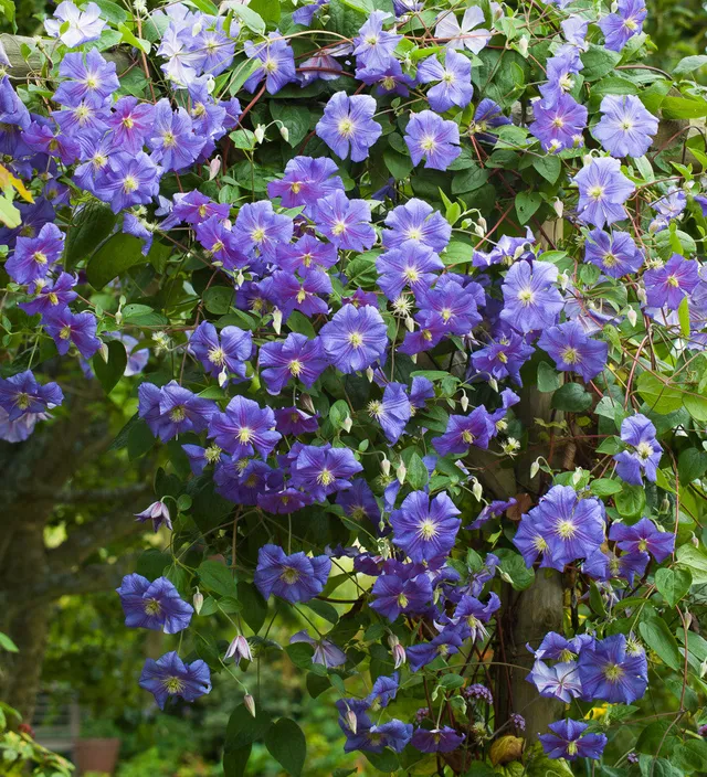 Sarah Raven Plants Clematis Perle dAzur Pflanze 2L Topf blau