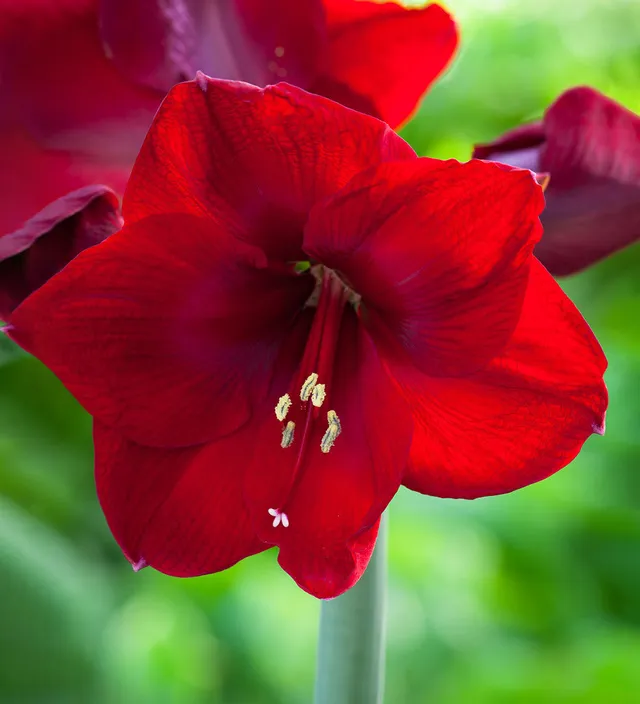 Sarah Raven Bulbs Amaryllis Benfica Blumenzwiebel 1 Stück dunkelrot