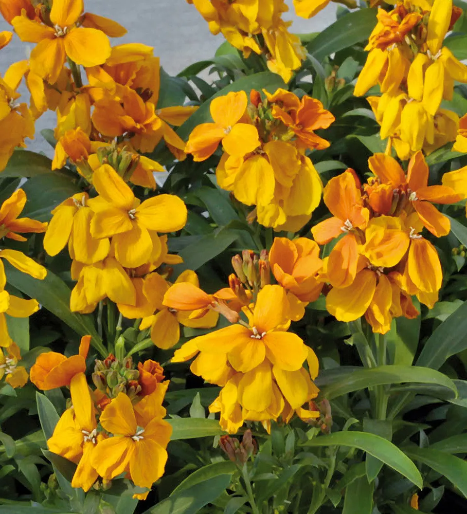 Sarah Raven Plants Wallflower Sugar Rush Orange F1 Pflanze 3x9cm