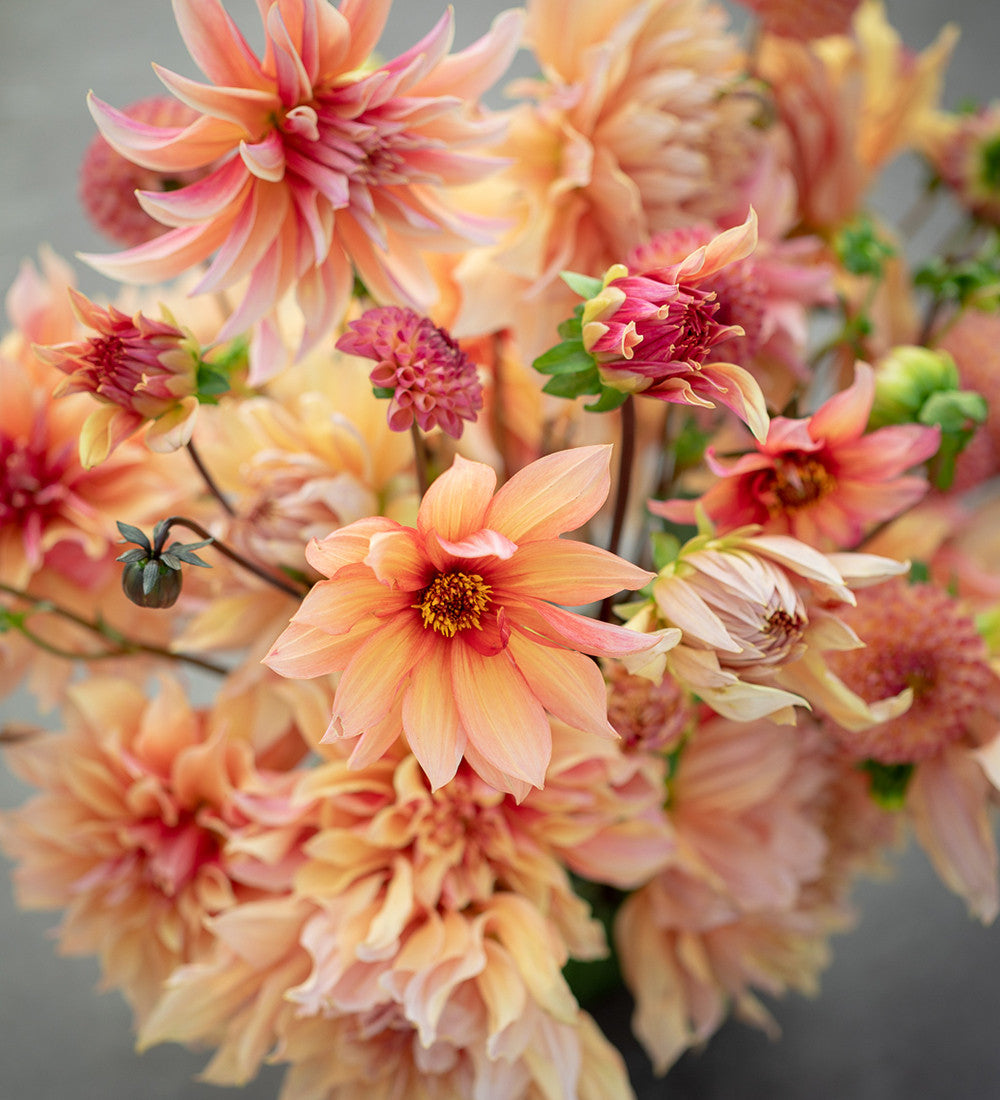 Sarah Raven Bulbs Dahlia Mango Madness Dahlienknolle 1 Knolle aprikot