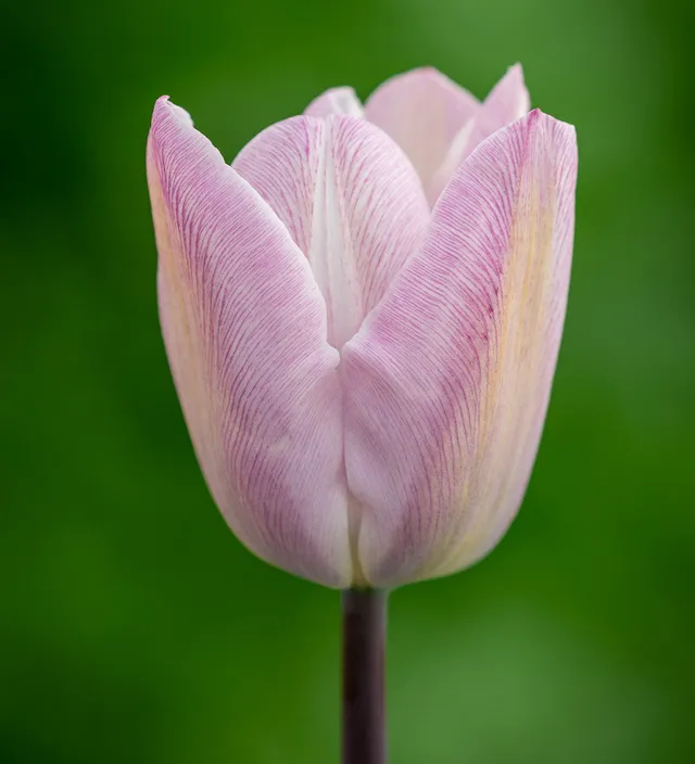 Sarah Raven Bulbs Tulpe Silver Cloud Blumenzwiebeln 10 Stück