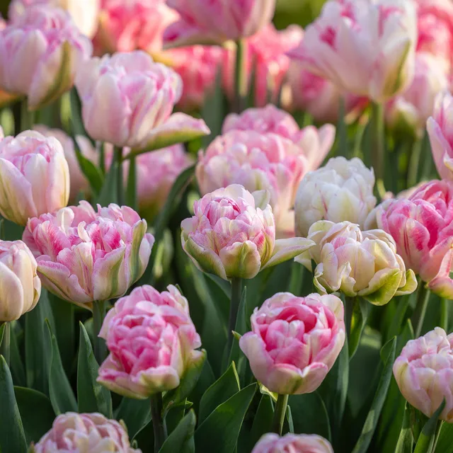 Sarah Raven Bulbs Tulip Foxtrot Tulpenzwiebeln 10 Stück rosa