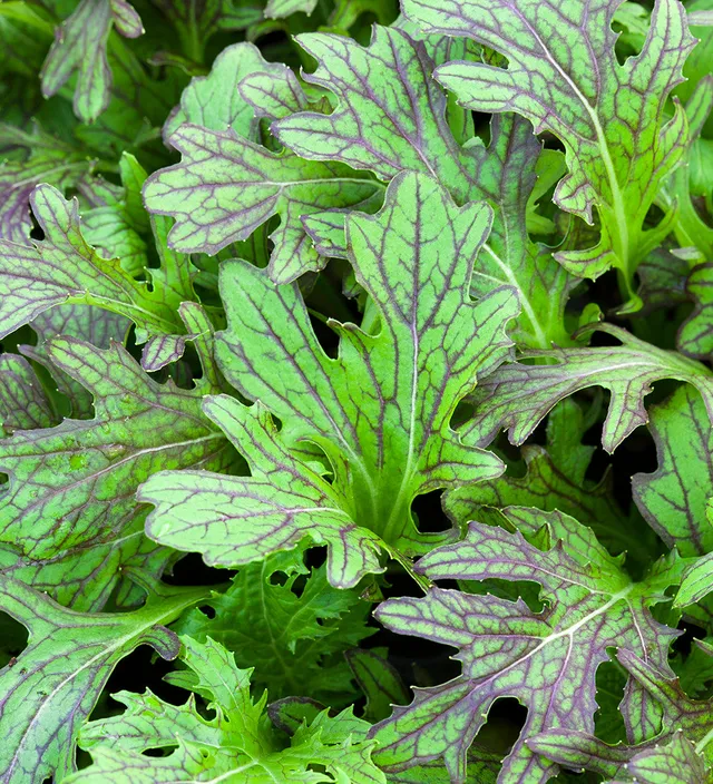 Sarah Raven Seeds Mustard Red Dragon Saatgut 350 Samen