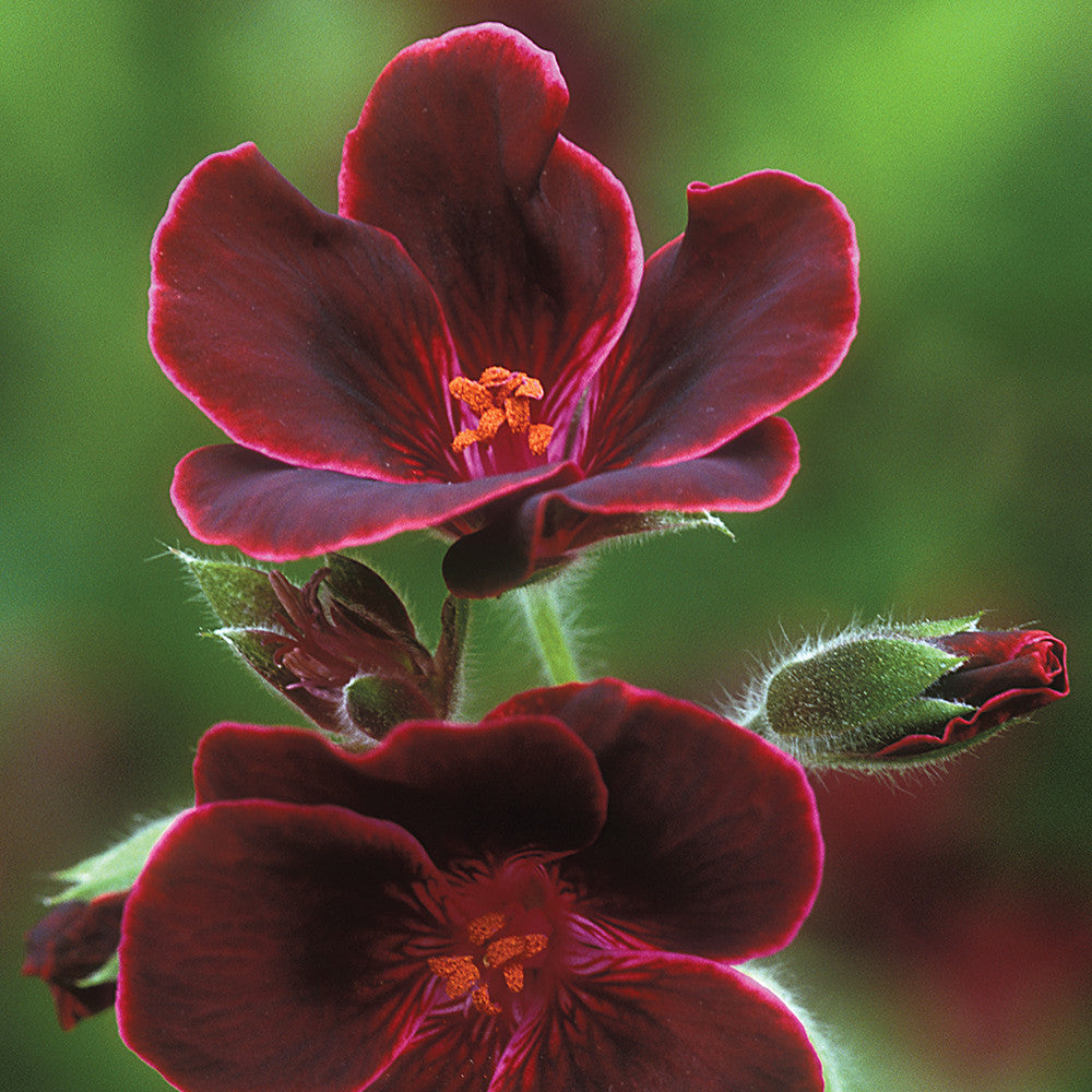 Sarah Raven Plants Pelargonium Lord Bute Geranie 3x 9cm Topf rot
