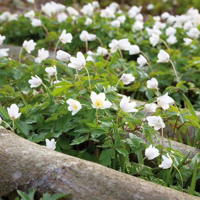 Sarah Raven Bulbs Anemone nemorosa Buschwindröschen 40 Rhizome