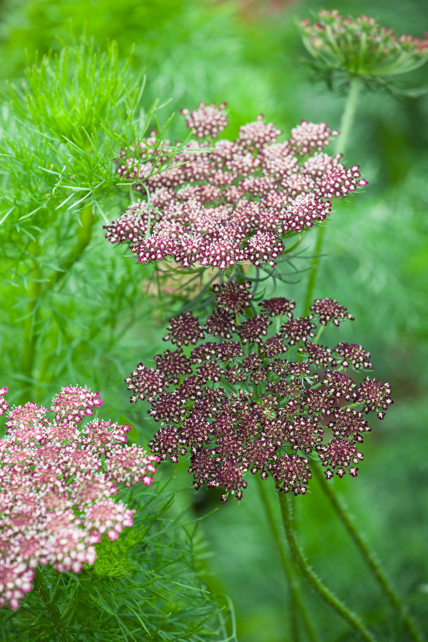 Sarah Raven Daucus carota Purple Kisses Mix Samen 150 Stück