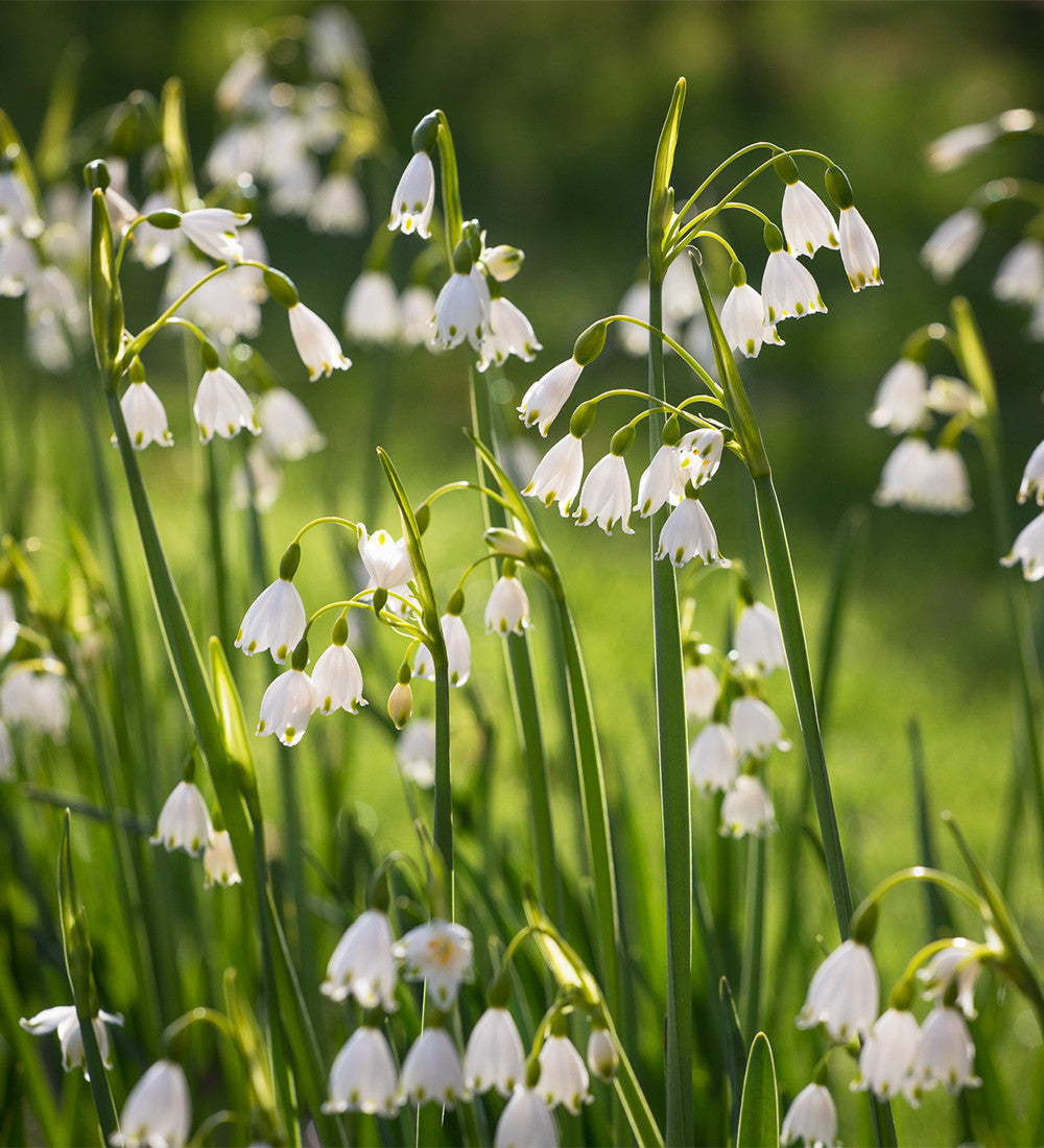 Sarah Raven Bulbs Leucojum Gravetye Giant Zwiebeln 20 Zwiebeln Weiß
