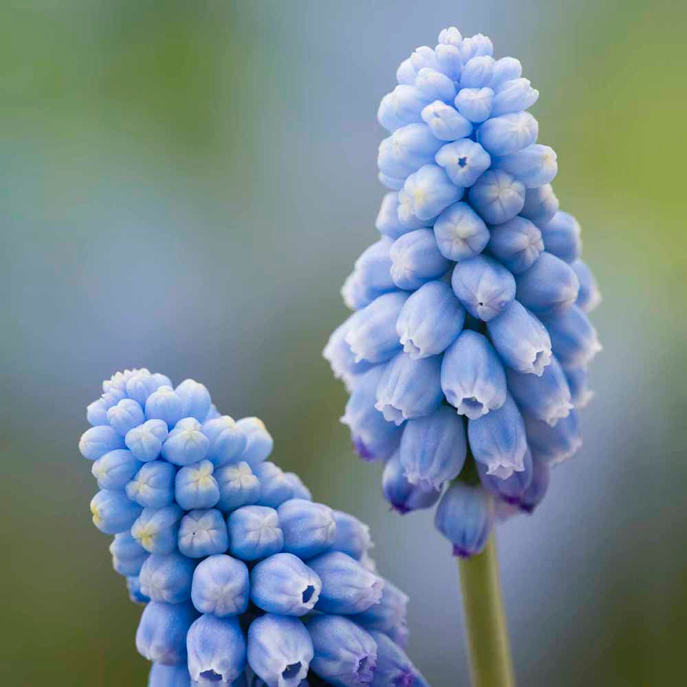 Sarah Raven Bulbs Traubenhyazinthe Valerie Finnis Zwiebeln 25 Stk