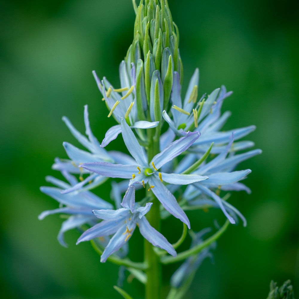 Sarah Raven Bulbs Camassia Blue Melody Blumenzwiebeln hellblau
