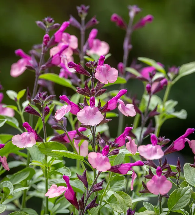 Sarah Raven Plants Salvia Peach Melba Salbeipflanze 3x9cm pfirsich