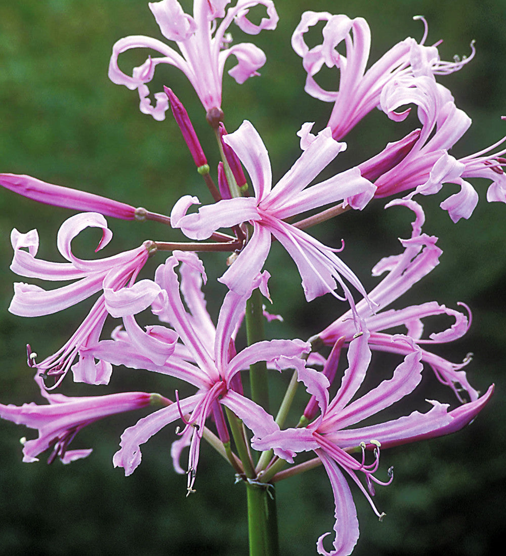 Sarah Raven Bulbs Nerine bowdenii Zwiebeln 10 Zwiebeln pink