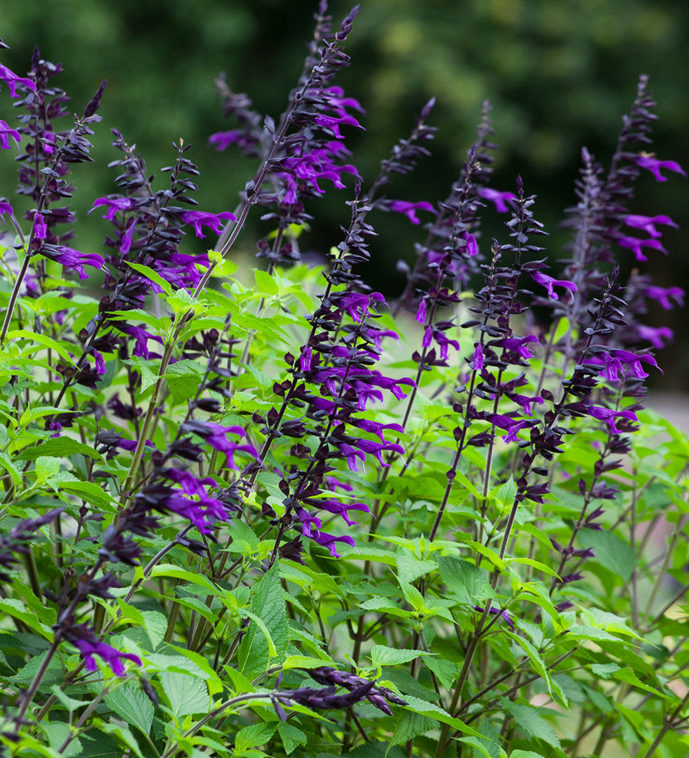 Sarah Raven Salvia Amistad Pflanze 3x 9cm Topf Dauerblüher