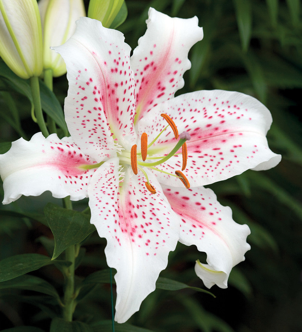 Sarah Raven Scented Lily Blumenzwiebeln 3 Stück duftend weiß