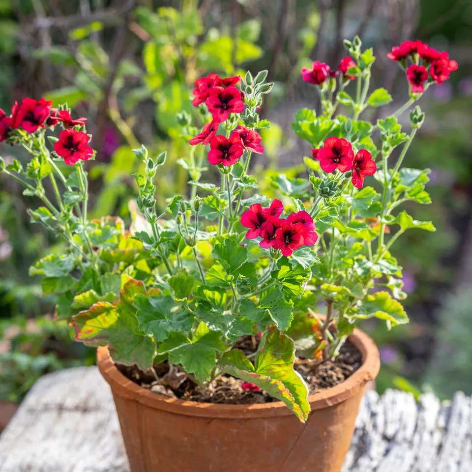 Sarah Raven Plants Pelargonium Mystery Pflanzen 3x 9cm rot