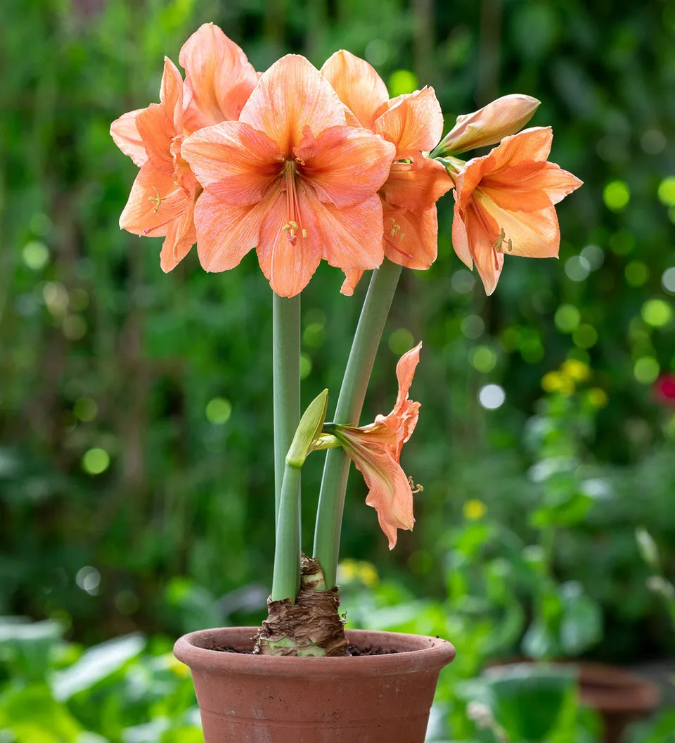 Sarah Raven Bulbs Amaryllis Rilona Zwiebel 1 Zwiebel lachs